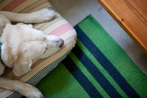 hotelsanjose-dog-friendly-2