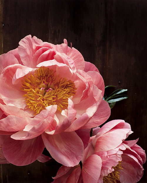 botanical-no-2
