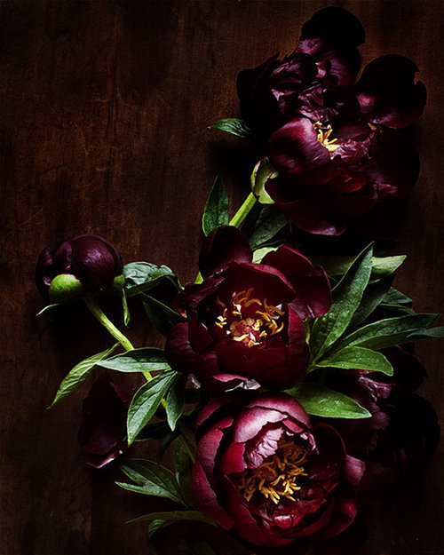 botanical-no-3