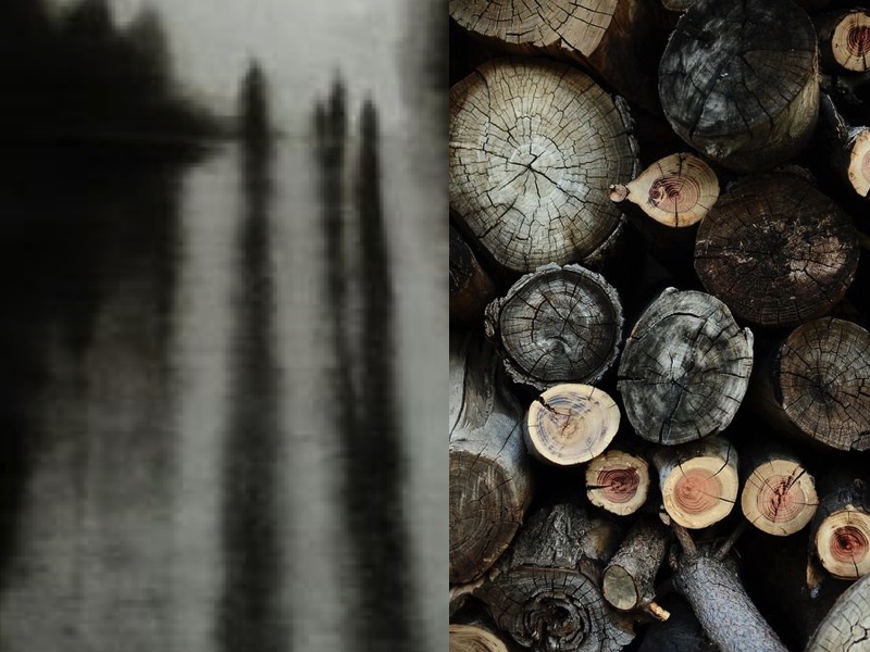 trees